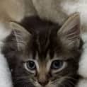 Photo of Cora
