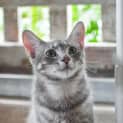 Photo of Dewey