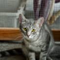 Photo of Dewey