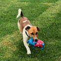 Photo of Buddy ~ 16mo Jrt X (On Trial 14/3/22)