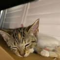 Photo of Minx