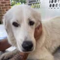 Photo of Lexi ~ 1.5yr Old Maremma(on Trial 20/3/22)