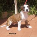 Photo of Morton