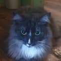 Photo of Bluebell **Fin, Furred N Feathered**