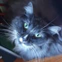 Photo of Bluebell **Fin, Furred N Feathered**