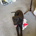 Photo of Bruno