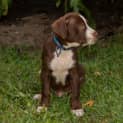 Photo of Buttons ~ Kelpie X Wolfhound Puppy(rev. Apps 21/3)