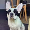 Photo of Frankie ~ 3yr Old French Bulldog(on Trial 19/4/22)