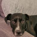 Photo of Cooper