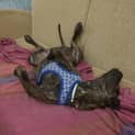 Photo of Aerin