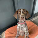 Photo of Enzo ~ 3yr Old Gsp(on Trial 22/5/22)