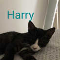 Photo of Harry