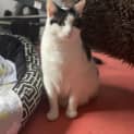 Photo of Willow
