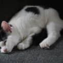 Photo of Moneypenny Kidgerbury