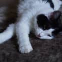 Photo of Moneypenny Kidgerbury