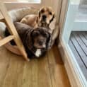 Photo of Coco And Sandy