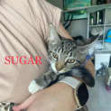 Photo of Sugar