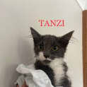 Photo of Tanzi