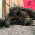 Photo of Winnie & Onix