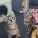 Photo of Mira & Astra