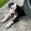 Photo of Phoenix ~ Boxer X Staffy Puppy(on Trial 9/4/22)