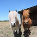 Photo of Tingles & Stumpy