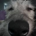 Photo of Armarni ~ 1.5yr Old Wolfhound X(on Trial 16/4/22)