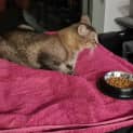 Photo of Whiskey