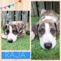 Photo of Raja
