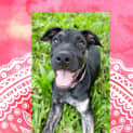 Photo of Stella