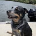 Photo of Hugo