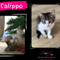 Photo of Calippo