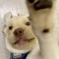 Photo of Waffles
