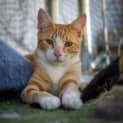 Photo of Dumpling
