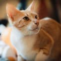 Photo of Pixie
