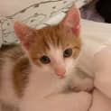 Photo of Apollo