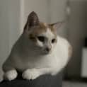 Photo of Lami