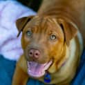 Photo of Toffee ~ Am Staff X Labrador(on Trial 4/7/22)