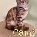 Photo of Cami