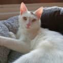Photo of Juno
