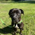 Photo of Odin