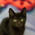 Photo of Elroy