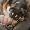 Photo of Schnitzel ~ Kelpie X Puppy(on Trial 19/6/22)