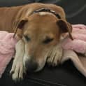 Photo of Scooter