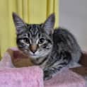 Photo of Kaisha