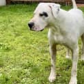 Photo of Banjo ~ 6yr Old Bull Arab X(on Trial 25/4/22)