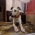 Photo of Oscar