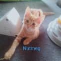 Photo of Nutmeg