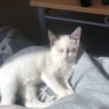 Photo of Mouse