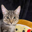 Photo of Toro